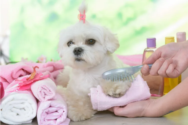 30347 maltese dog grooming